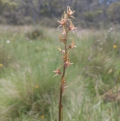 Paraprasophyllum canaliculatum at suppressed - 5 Jan 2019