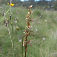 Paraprasophyllum canaliculatum at suppressed - 5 Jan 2019