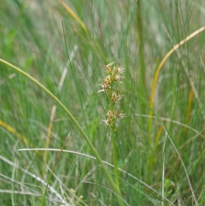 Paraprasophyllum canaliculatum at suppressed - 5 Jan 2019