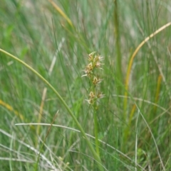 Prasophyllum canaliculatum at suppressed - 5 Jan 2019