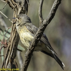 Pachycephala rufiventris at Majura, ACT - 31 Dec 2018