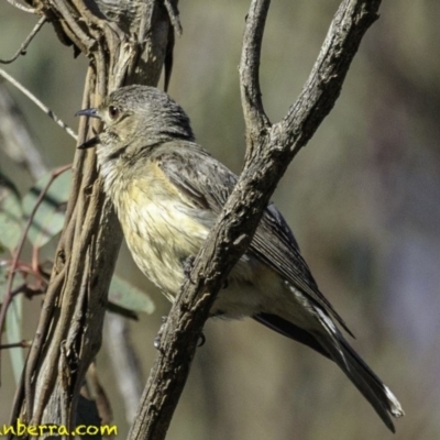 Pachycephala rufiventris (Rufous Whistler) at Majura, ACT - 30 Dec 2018 by BIrdsinCanberra