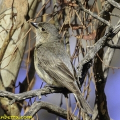 Pachycephala rufiventris at Majura, ACT - 31 Dec 2018