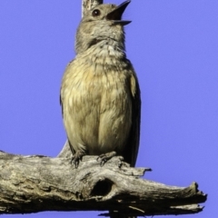 Pachycephala rufiventris at Majura, ACT - 31 Dec 2018