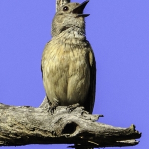 Pachycephala rufiventris at Majura, ACT - 31 Dec 2018