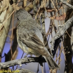 Pachycephala rufiventris at Majura, ACT - 31 Dec 2018