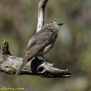 Pachycephala rufiventris at Majura, ACT - 31 Dec 2018