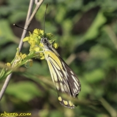 Belenois java (Caper White) at Majura, ACT - 30 Dec 2018 by BIrdsinCanberra