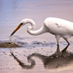 Ardea alba (Great Egret) at Fyshwick, ACT - 6 Jan 2019 by GlennMcMellon