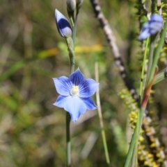 Thelymitra cyanea (Veined Sun Orchid) at Paddys River, ACT - 6 Jan 2019 by MattM