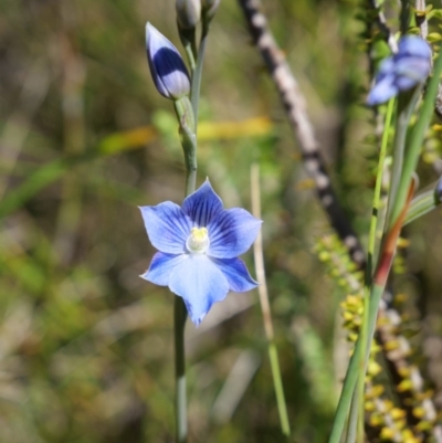 Thelymitra cyanea (Veined Sun Orchid) at Paddys River, ACT - 6 Jan 2019 by MattM