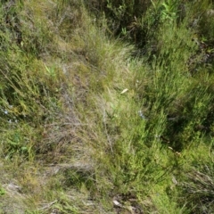 Thelymitra cyanea at Paddys River, ACT - suppressed