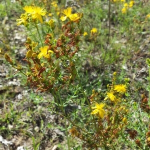 Hypericum perforatum at Carwoola, NSW - 6 Jan 2019 03:51 PM