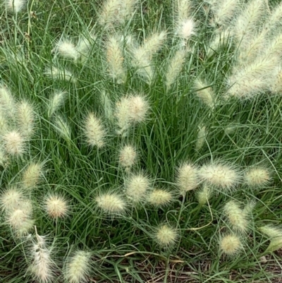 Cenchrus longisetus (Feathertop Grass) at Ainslie, ACT - 6 Jan 2019 by JanetRussell