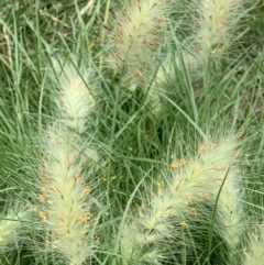 Cenchrus longisetus at Ainslie, ACT - 6 Jan 2019