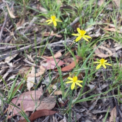 Tricoryne elatior (Yellow Rush Lily) at Carwoola, NSW - 6 Jan 2019 by Zoed