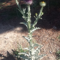 Onopordum acanthium (Scotch Thistle) at Carwoola, NSW - 6 Jan 2019 by Zoed