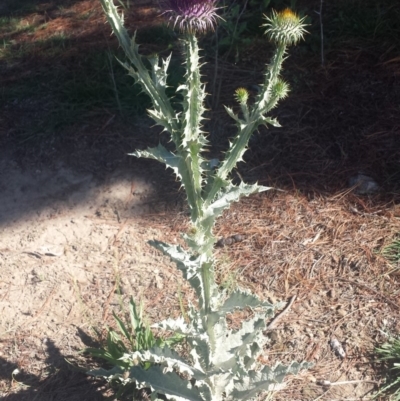 Onopordum acanthium (Scotch Thistle) at Carwoola, NSW - 6 Jan 2019 by Zoed