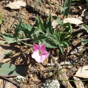 Convolvulus angustissimus subsp. angustissimus at Carwoola, NSW - 6 Jan 2019 04:16 PM