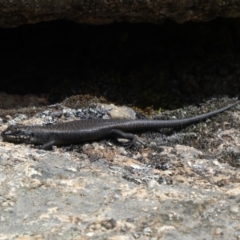 Egernia saxatilis (Black Rock Skink) at Namadgi National Park - 5 Jan 2019 by jmcleod