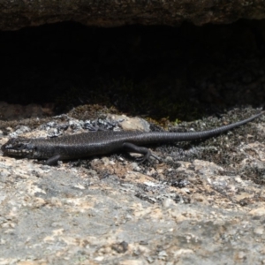 Egernia saxatilis at Cotter River, ACT - 6 Jan 2019