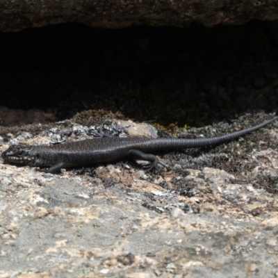 Egernia saxatilis (Black Rock Skink) at Cotter River, ACT - 6 Jan 2019 by jmcleod