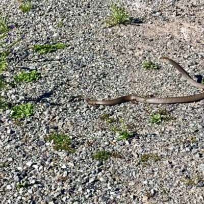 Pseudonaja textilis (Eastern Brown Snake) at Jerrabomberra, ACT - 24 Dec 2018 by rayrich90