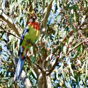 Platycercus eximius at Isaacs, ACT - 26 Dec 2018 09:58 AM