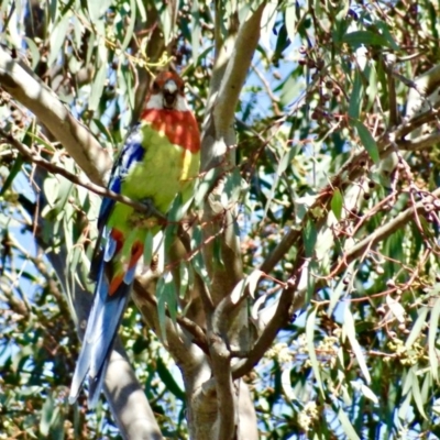 Platycercus eximius (Eastern Rosella) at Isaacs, ACT - 26 Dec 2018 by rayrich90