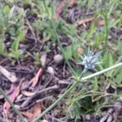 Eryngium ovinum (Blue Devil) at Carwoola, NSW - 6 Jan 2019 by Zoed