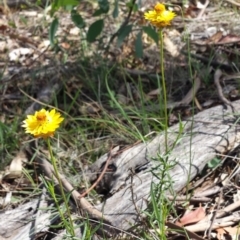 Xerochrysum viscosum (Sticky Everlasting) at Carwoola, NSW - 6 Jan 2019 by Zoed