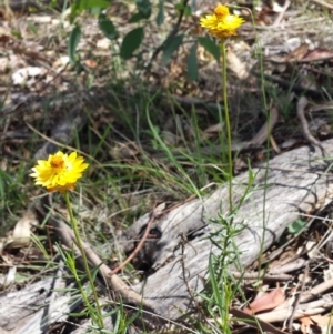 Xerochrysum viscosum at Carwoola, NSW - 6 Jan 2019