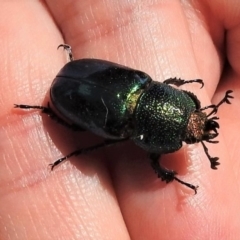 Lamprima aurata (Golden stag beetle) at Tidbinbilla Nature Reserve - 6 Jan 2019 by JohnBundock