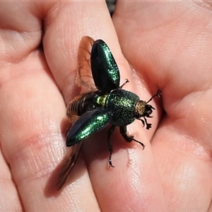 Lamprima aurata at Paddys River, ACT - 6 Jan 2019