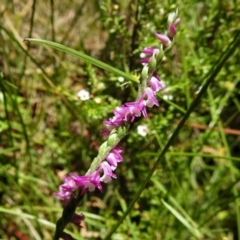 Spiranthes australis (Austral Ladies Tresses) at Paddys River, ACT - 6 Jan 2019 by JohnBundock