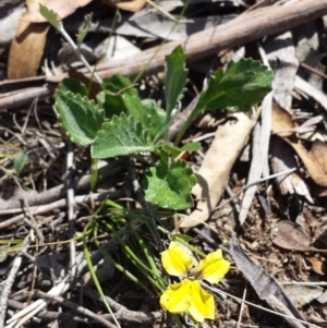 Goodenia hederacea subsp. hederacea at Carwoola, NSW - 6 Jan 2019 04:02 PM