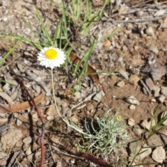 Leucochrysum albicans subsp. tricolor (Hoary Sunray) at Carwoola, NSW - 6 Jan 2019 by Zoed