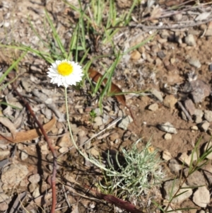 Leucochrysum albicans subsp. tricolor at Carwoola, NSW - 6 Jan 2019
