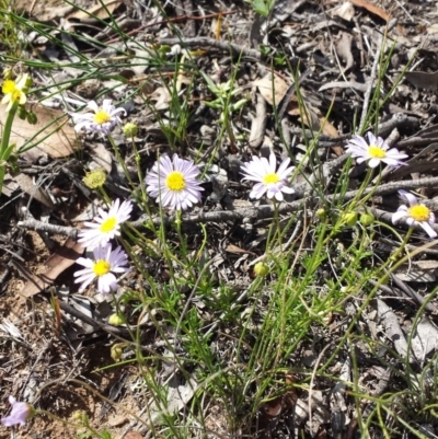 Brachyscome rigidula (Hairy Cut-leaf Daisy) at Carwoola, NSW - 6 Jan 2019 by Zoed