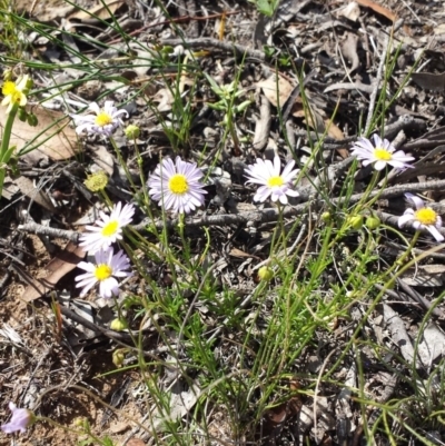 Brachyscome rigidula (Hairy Cut-leaf Daisy) at Carwoola, NSW - 5 Jan 2019 by Zoed