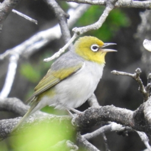 Zosterops lateralis at Termeil, NSW - 3 Jan 2019