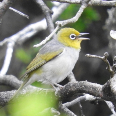 Zosterops lateralis (Silvereye) at Meroo National Park - 2 Jan 2019 by MatthewFrawley