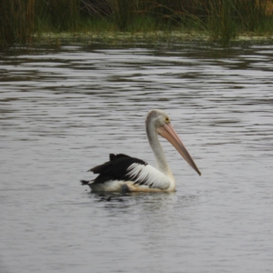 Pelecanus conspicillatus at Bawley Point, NSW - 3 Jan 2019 07:51 AM