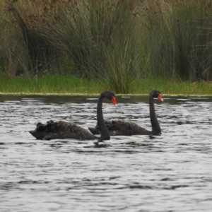 Cygnus atratus at Bawley Point, NSW - 3 Jan 2019 07:53 AM