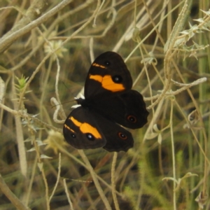 Tisiphone abeona at Termeil, NSW - 3 Jan 2019 02:32 PM