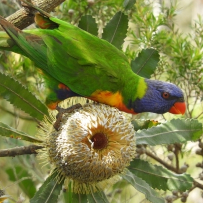 Trichoglossus moluccanus (Rainbow Lorikeet) at Meroo National Park - 3 Jan 2019 by MatthewFrawley