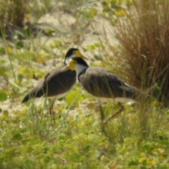 Vanellus miles (Masked Lapwing) at Meroo National Park - 3 Jan 2019 by MatthewFrawley