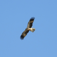 Haliastur sphenurus (Whistling Kite) at Meroo National Park - 3 Jan 2019 by MatthewFrawley