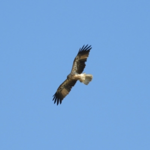 Haliastur sphenurus at Bawley Point, NSW - 4 Jan 2019 09:43 AM