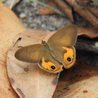 Hypocysta metirius (Brown Ringlet) at Termeil, NSW - 3 Jan 2019 by MatthewFrawley